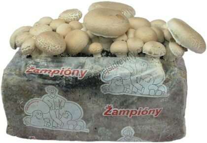 Žampionová zahrádka celoroční Jedlé houby